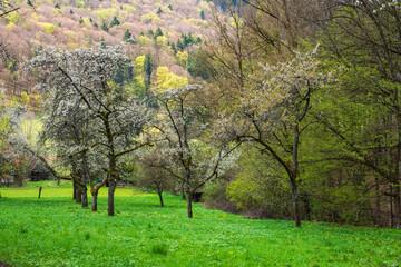 Blooming cherry trees under a white and blue sky in the Franconian Switzerland/Germany