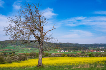 Blooming cherry trees under a white and blue sky in the Franconian Switzerland/Germany