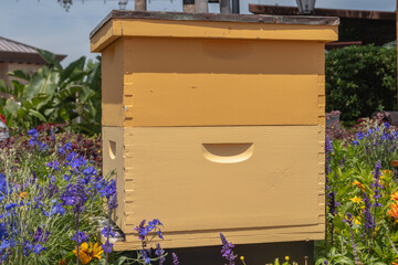 Front view of blooming bee friendly flowers in sunshine surrounding beehive