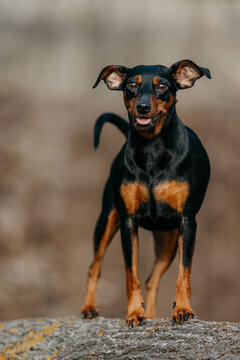 The dog of the Zwergpinscher breed in early spring
