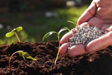 Man fertilizing soil with growing young sprouts outdoors, closeup