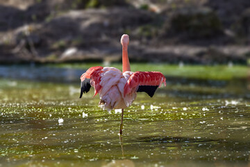  pink flamingo standing on one leg and spreading its wings