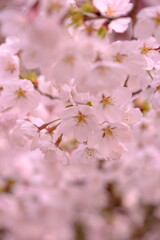 桜の競演　Sakura in Japan