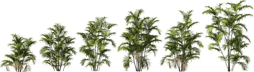 growth stages of a mexican mountain palm hq arch viz cutout palmtree plants