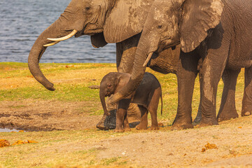 African Elephant (Loxodonta africana) close up of a calf in the safe environment of its mother and...