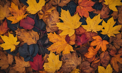 Naklejka na ściany i meble Autumn leaves, pile of leaves, top view, background wallpaper