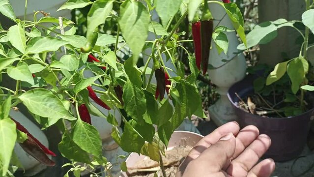 Mexican chili plant, grown in pot