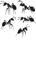 Ant vector Illustration