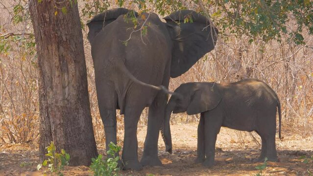African elephant (Loxodonta africana); mother with calf relaxing and resting in the shade of a tree during the hottest part of the day
