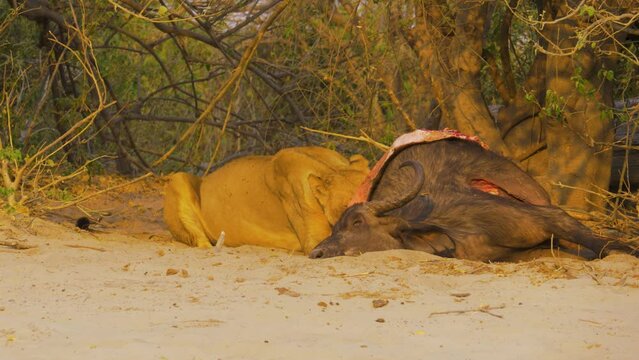 Lioness (Panthera leo) feeding on a recently killed Cape buffalo
