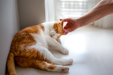 brown and white cat by the door enjoys the caresses of an old person. close up