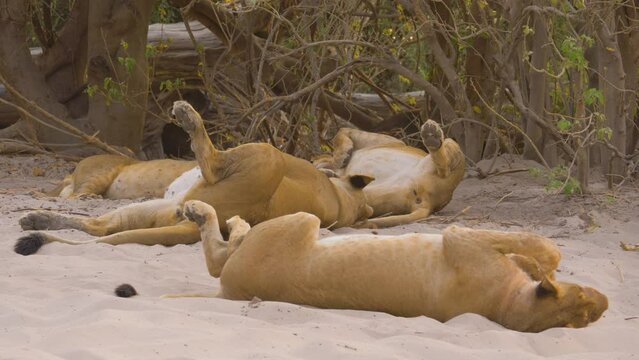 Group of Lions (Panthera leo) relaxing in the shade of trees after a copious meal, Botswana