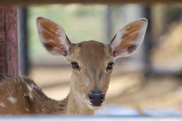 Close up head female deer in garden