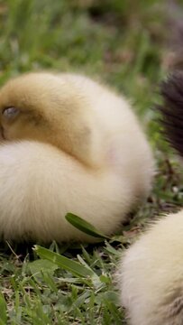 duck in grass