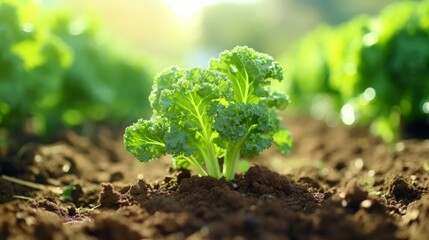 Organic kale seedling thriving in the vegetable garden