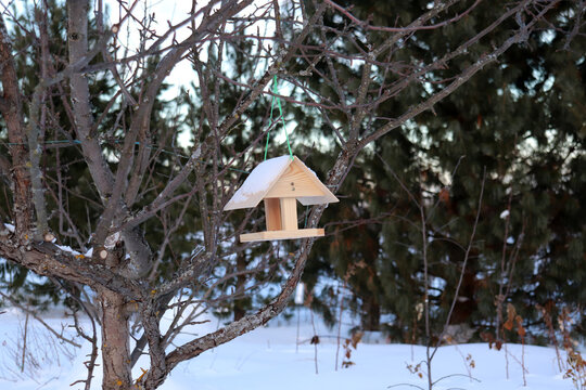 A wooden bird feeder hangs on a branch of an apple tree in a rustic garden in winter against a background of cedar trees. Horizontal photo