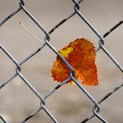 Fall Autumn Leaf Caught in Chain Link Fence