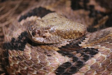 Gorgeous Timber Rattlesnake Homosassa Springs