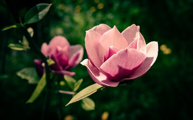 beauty pink magnolia flowers in spring
