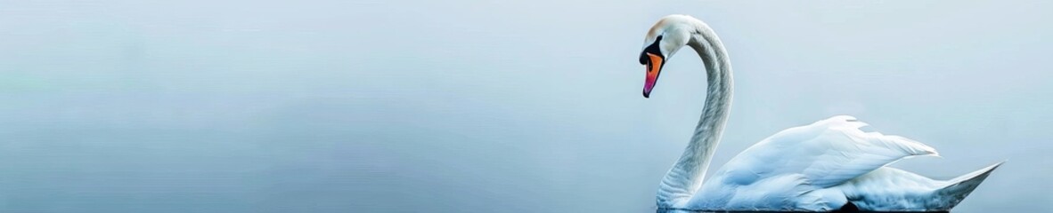 Fototapeta premium A graceful swan, neck curved elegantly, against the calmness of a soft powder blue background