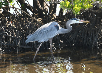 Great Blue Heron Walking Under Mangrove in Water in Florida