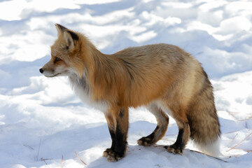 Red fox at bearizona park enjoying a cold winter morning
