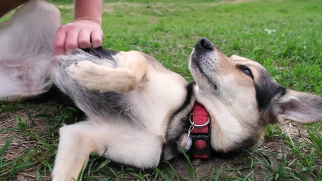 wide angle view of a cute mixed breed dog with red collar lying in spring grass enjoying the walk in nature, owner stroking dog