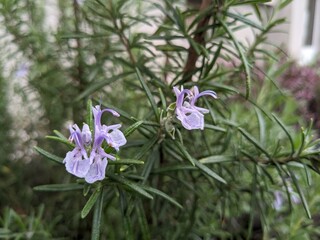 butterfly on a flower