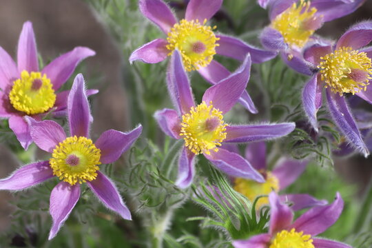 Pasque flower, beautiful spring flowers, Pulsatilla vulgaris.