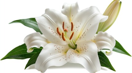 white lily flower with yellow stamens and green leaves