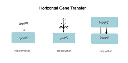 The classical methods of horizontal gene (DNA) transfer: Transformation, Transduction and Conjugation.