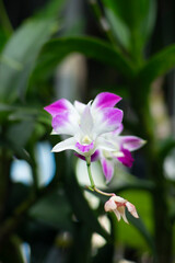 One of the white orchids in nature.
One of the white orchids in nature.
