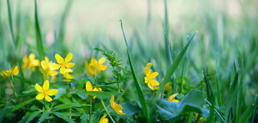 spring yellow flowers close up, abstract natural background. Beautiful gentle floral nature image....