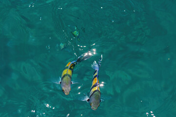 Two fish with stripes of yellow and blue swimming near the surface of clear turquoise water....