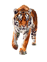 flat tiger cartoon illustration isolated on white transparent background. PNG format