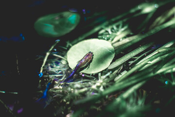  Lemna minor is a small aquatic plant that floats on the water surface. Lemna minor are often found...