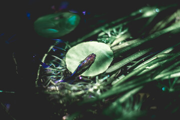  Lemna minor is a small aquatic plant that floats on the water surface. Lemna minor are often found...