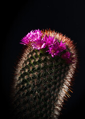 blooming cactus on black vertical macro photo