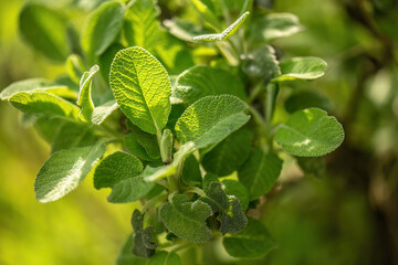 Sage Herb Leaf Detail