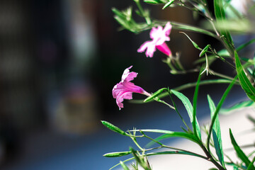 ,Ruellia simplex also known as the, Mexican bluebell or Britton's wild petunia. Ruellia simplex of the Acanthaceae family the Mexican petunia,