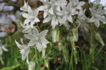 Hübsche Blume im Schatten