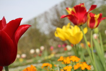schöne Tulpen