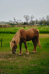 Obraz premium A beautiful brown horse is tied with a rope by the leg, stands outside the paddock and grazes. A horse grazes the green grass on a farm in the village.
