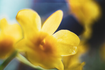 Obraz premium These orchids look like queens in the sun Close-up of flowers blooming outdoors, Cropped hand holding white orchid, Close-up of plant in vase,Close-up of pink orchids against clear blue sky.