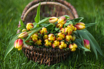 Colorful fresh tulips in wicker basket in the garden - 780718372