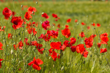 in the meadow - wild poppy flowers - 780718552