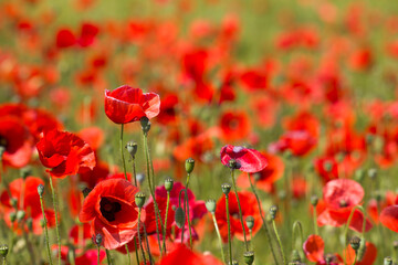 in the meadow - wild poppy flowers - 780718559