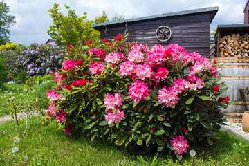 Rustic garden -  blooming pink rhododendron flowers - 780718766