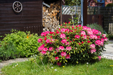 Rustic garden -  blooming pink rhododendron flowers - 780718776