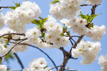 Cherry blossom tree in full bloom close up view - 780719173
